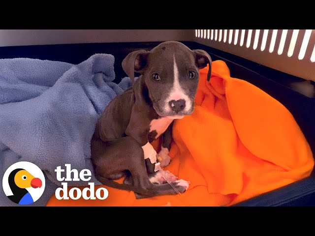 Abandoned Puppy in a Basket Finds Love with Her Rottweiler Sister | The Dodo