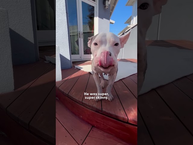 Foster Pittie Sits On His Siblings To Feel Safe | The Dodo