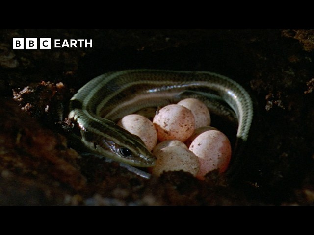 Mother Lizard Cares For Her Eggs | BBC Earth