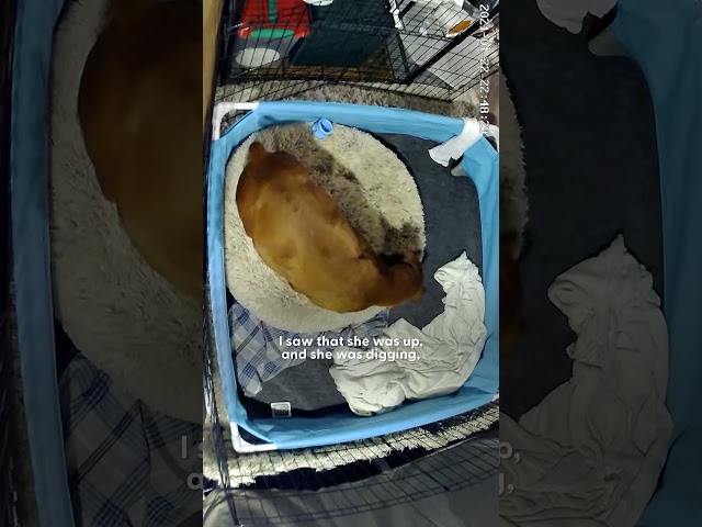 Woman Stays Up All Night to Help Pregnant Dog Deliver Her Puppies | The Dodo