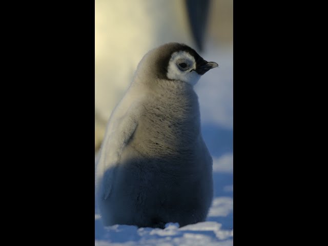 We dare you to watch this and not fall in love with Popi the penguin. #SecretsOfThePenguins #ourHOME