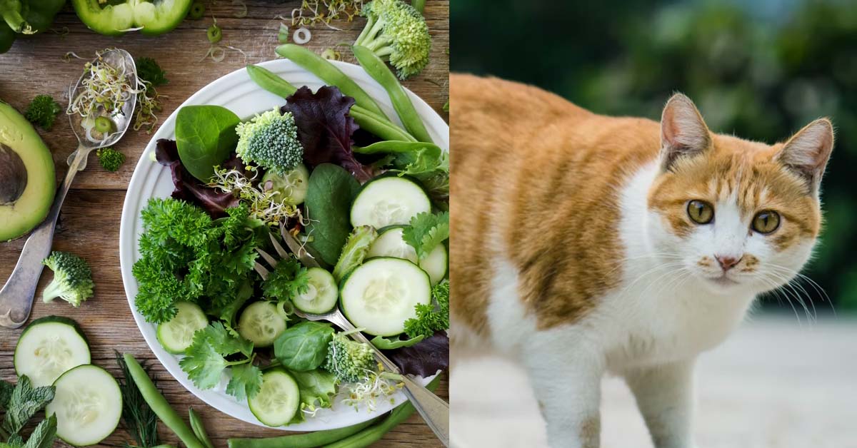 VEGAN WOMAN FORCE VEGAN DIET ON CAT, STOPPED BY FRIEND