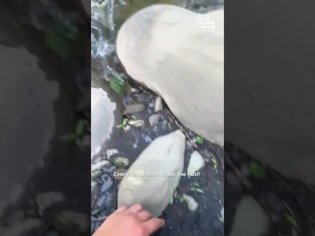 Bird Dashes Across Water After Being Released