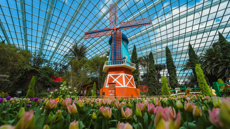Tulipmania