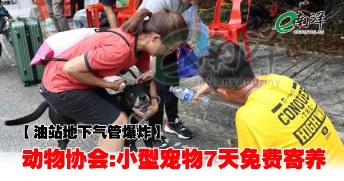 【油站地下气管爆炸】动物协会:小型宠物7天免费寄养