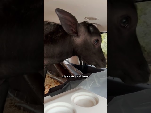 Baby Water Buffalo Thinks This Guy Is "Mommy" | The Dodo