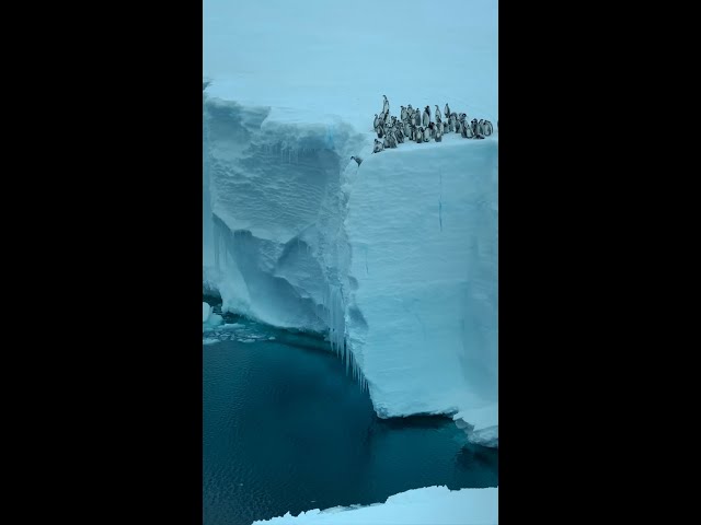 Penguins are capable of defying the harshest conditions 💪 #SecretsOfThePenguins #ourHOME