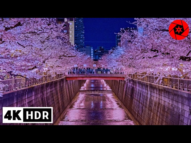 Tokyo's Most Overcrowded Cherry Blossoms Festival 4K HDR
