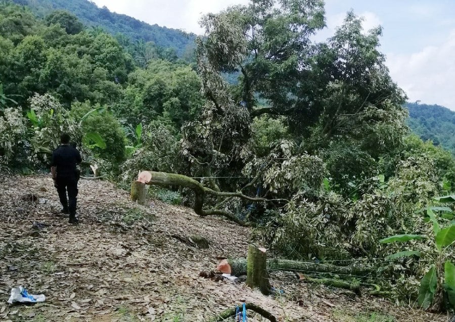Protest fallout: 3 reports lodged against Raub durian farmers