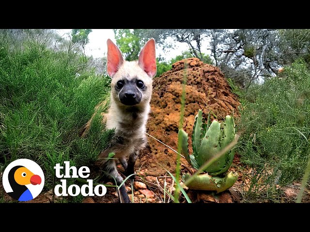 Tiny Aardwolf Cub Thanked Rescuer After Being Released Into Wild | The Dodo