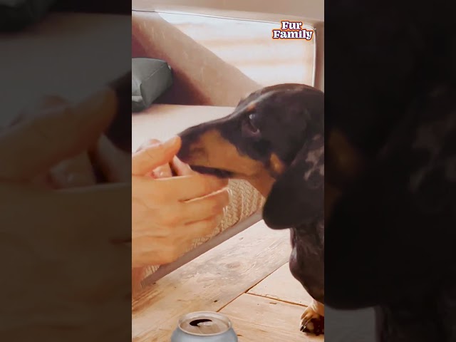 Puppy Tries To Get Human's Attention While They're On The Phone