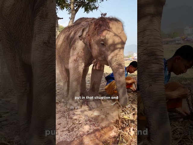 Baby Elephant Is Freed From Chains And Gets A New Mom 💙 | The Dodo