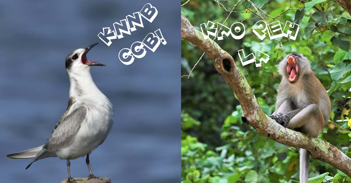 WIFE KPKB THAT HUSBAND SCOLD VULGAR, BUT OTHERS SCOLD IT’S OKAY