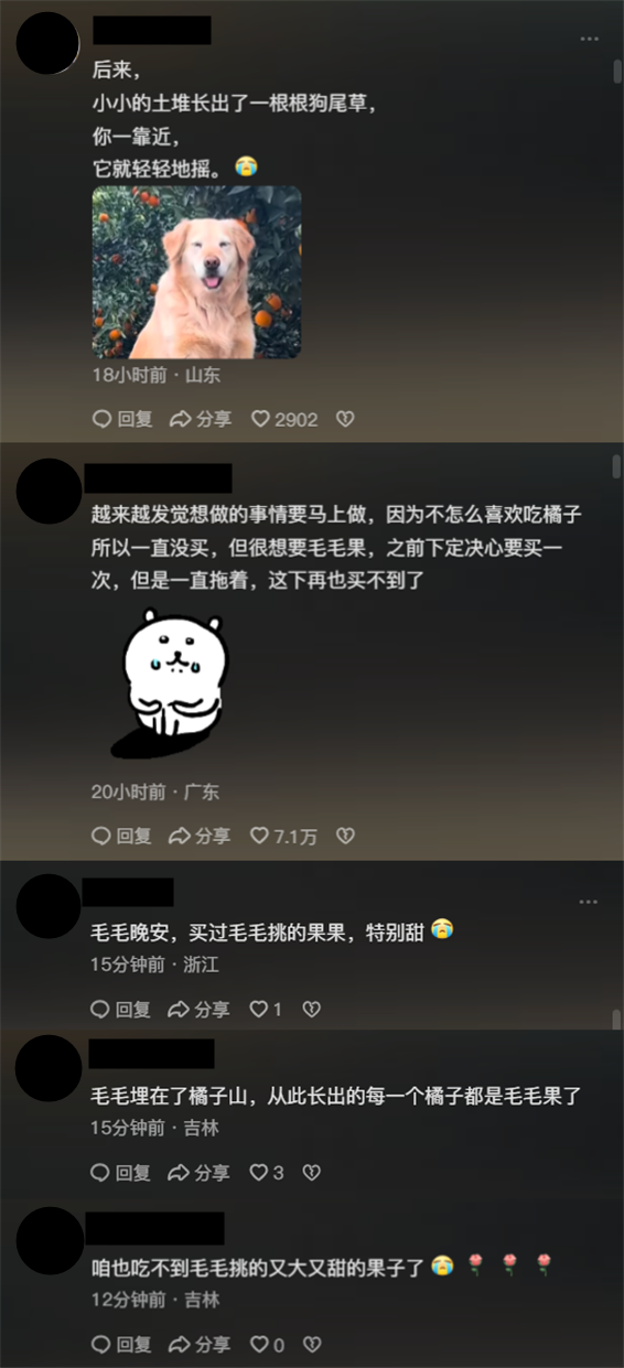 以后再无“毛毛果”！网红「摘橙子小狗」突然离世⚡主人悲痛曝『心脏病发死亡过程』！