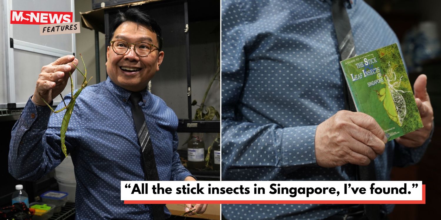Ms features: the surgeon WHO found all of S’pore’s stick insects & suffered a concussion for his hobby
