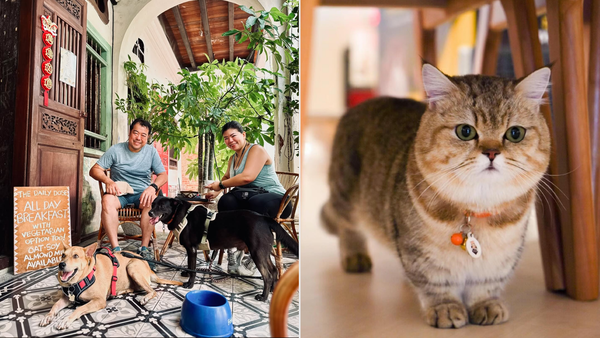 7 Pet-Friendly Cafés In Penang So You Can Relax & Bring Your Furkids Around On Your Trip