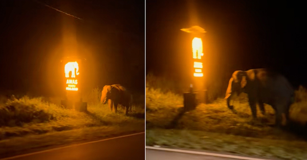 This Elephant In Perak Saw A Flashing Elephant Sign… And Literally Stopped To Read It