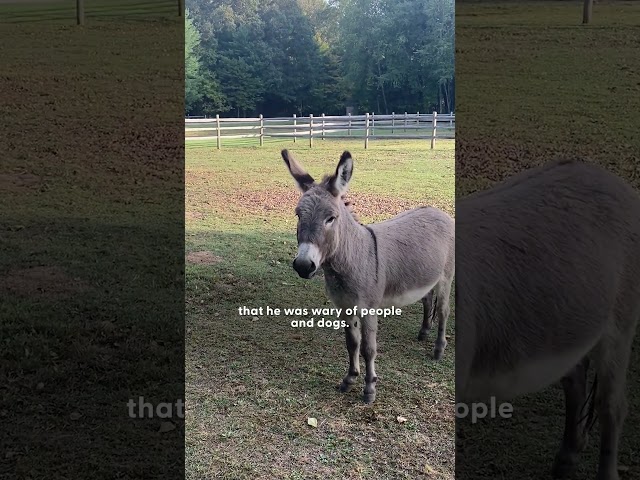 Rescue Pit Bull Finds Unlikely Best Friend in a Donkey | The Dodo