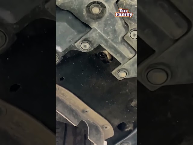 Mechanic Rescues Kitten Stuck Inside Car Frame #Cat #kitten #CatRescue