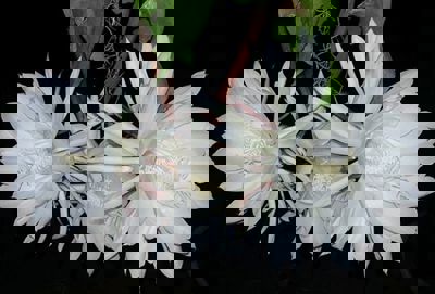 QuickCheck: Is there a flower that blooms only once a year?