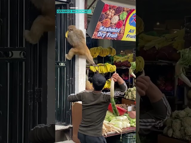 Monkey Steals A Banana