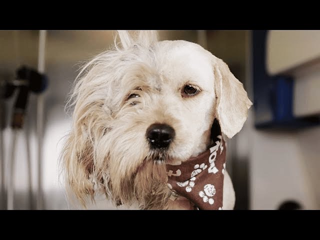 Incredible Pet Transformations! 😍 | Animal Rescues Before & After