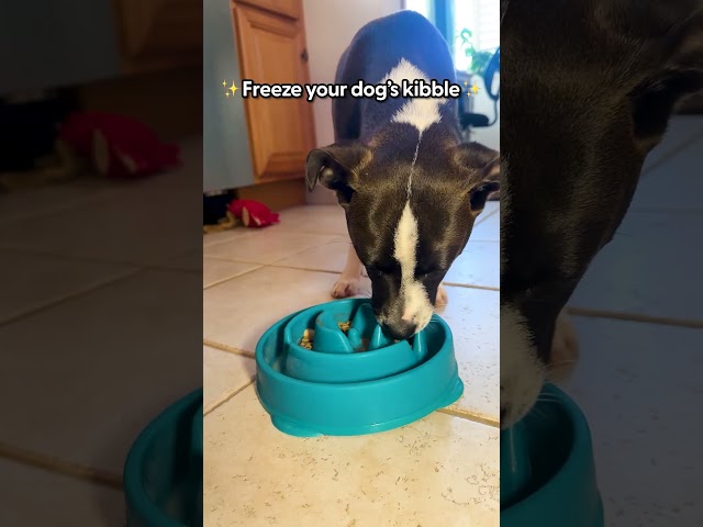 My Favorite Way To Use This $7 Slow Feeder | The Pack
