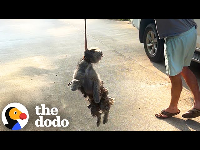 Shaggy Dog Can't Stop Screaming When He Gets Rescued | The Dodo