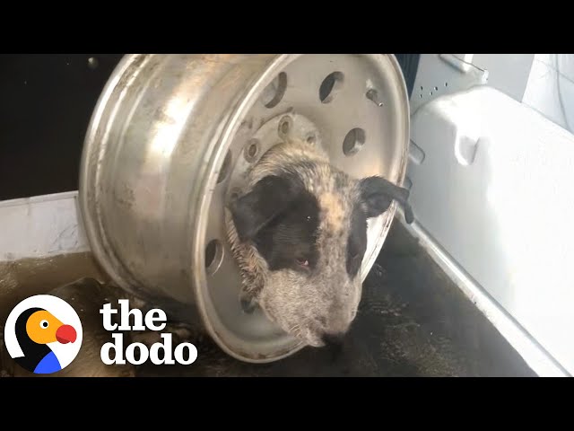 Stray Dog With Head Stuck In A Tire Gets Rescued | The Dodo