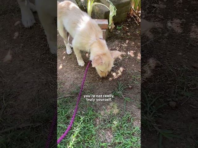 Little Dog Who Was Abandoned In The Woods Is Full Of Joy Now | The Dodo
