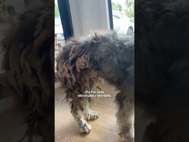 Shaggy Dog Can't Stop Screaming When He Gets Rescued | The Dodo