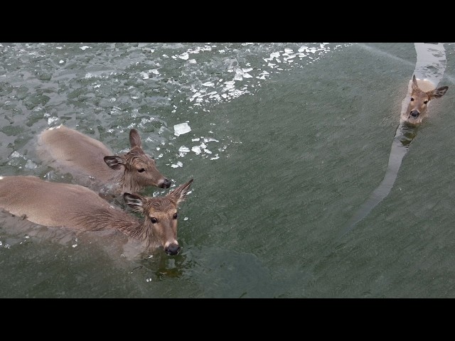 Deer Trapped in Ice—You Won’t Believe the Rescue