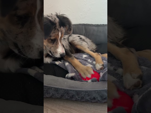 This Toy Ball Had My Dog's Head Shaking | The Pack