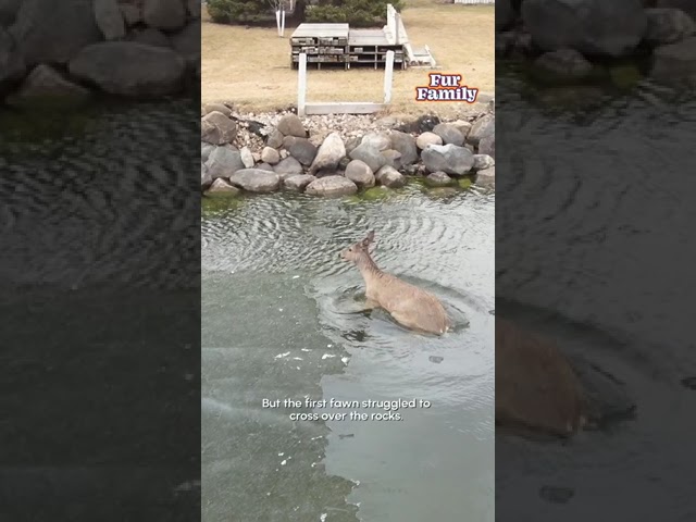 Deer Trapped in Ice—You Won’t Believe the Rescue