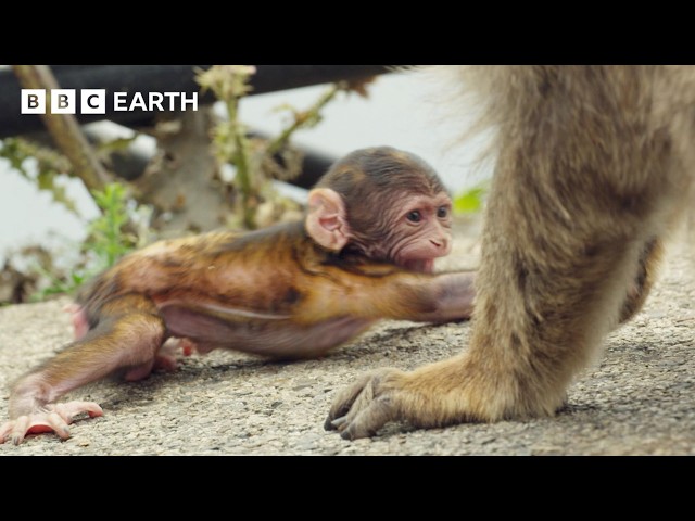 Primate Politics: How Macaques Use Babies to Fix Broken Friendships | BBC Earth