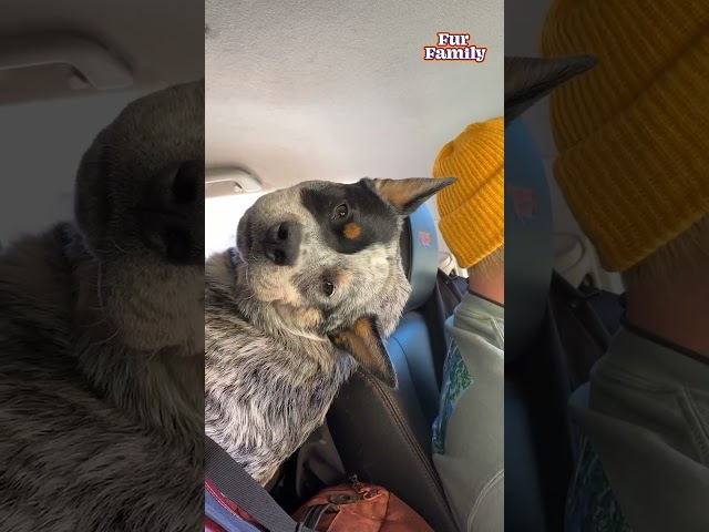 Puppy Likes To Ride Upside Down In Car #NationalPetParentDay #Funny #Dog