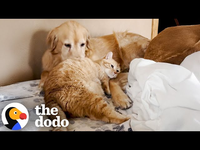 Are These Three Pets Actually Triplets? Their Mom Thinks So | The Dodo