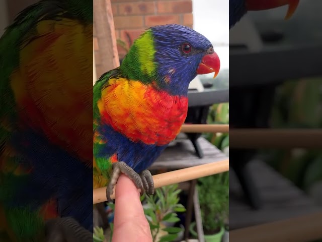 Wild Bird Couple Returns to Her Balcony Every Single Day | The Dodo