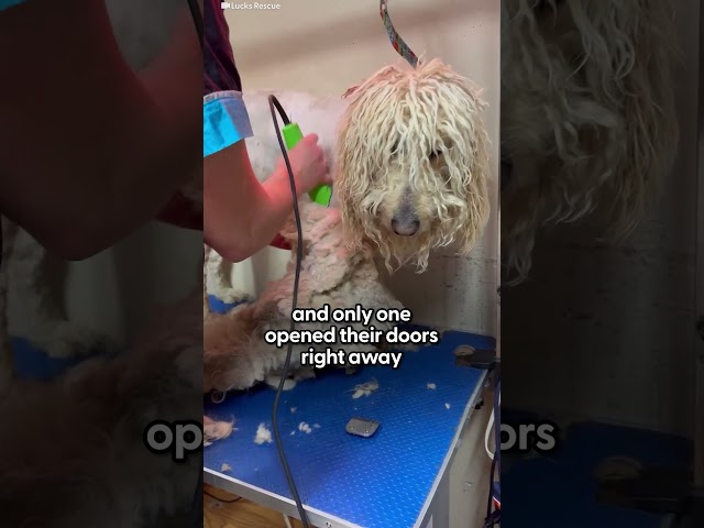 Matted Doodles Who Got Dumped For Being "Too Much" Get Rescued Together | The Dodo