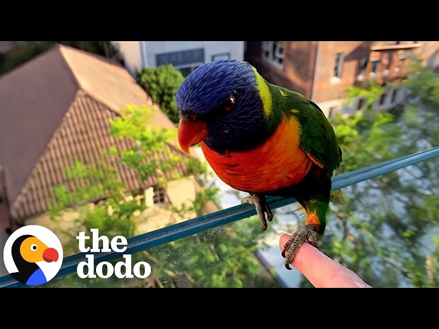 Wild Birds Come By To Shake Her Hand Every Day | The Dodo