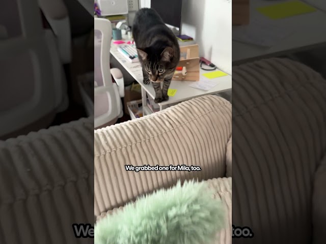 This Toy Started a Full-On Cat Sibling Rivalry! | The Pack