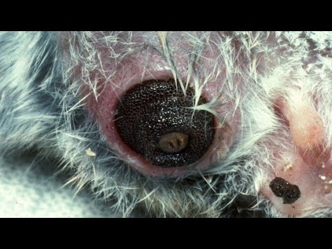 Gigantic Botfly Maggot Eliminated From Small Kitten's Neck #203