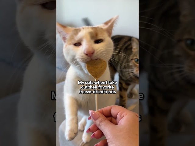 Purr Pops Will Be Your Cats New Favorite Treat | The Pack