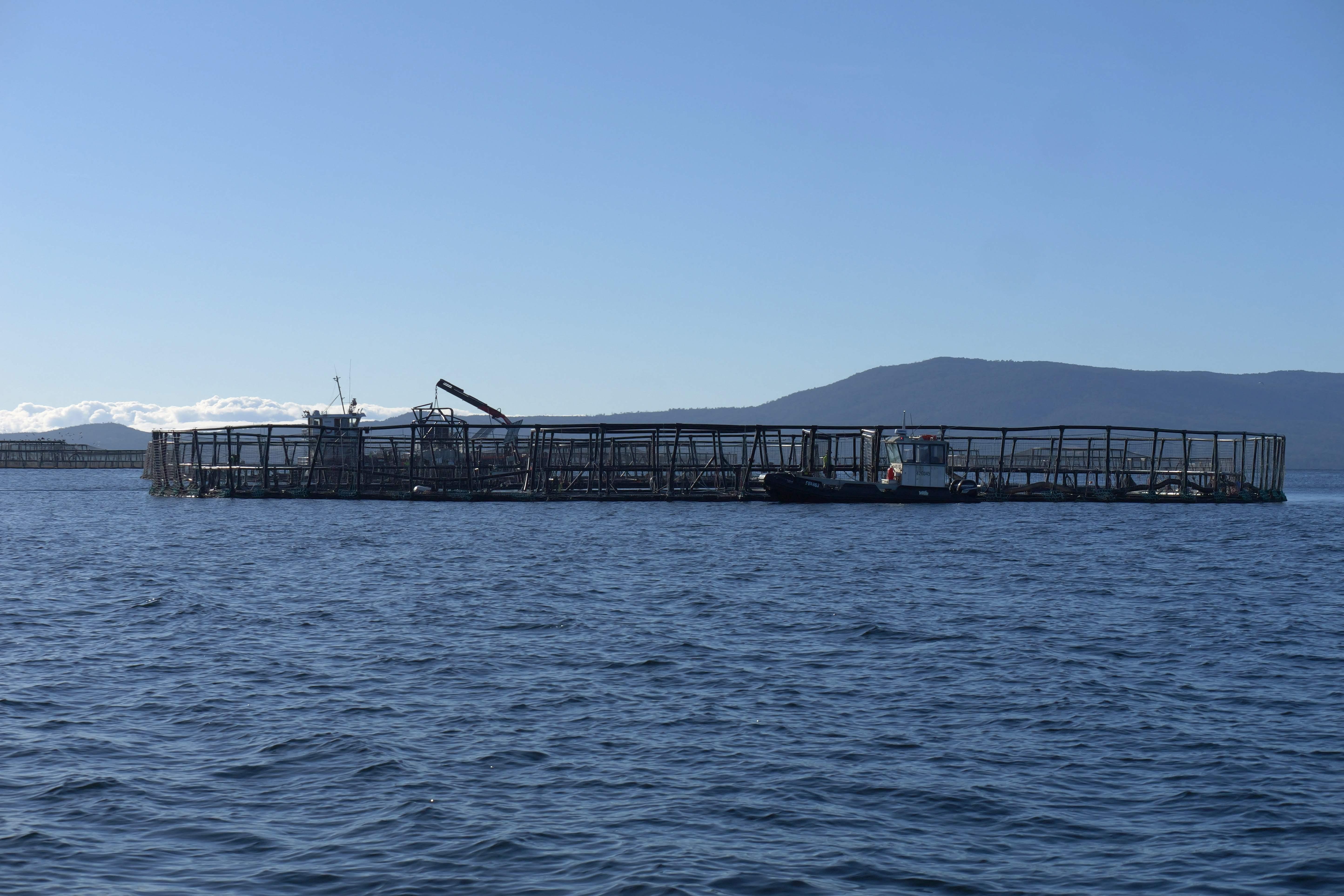Dead salmon create election stink on Australian island