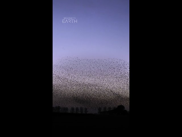 A murmuration masterpiece 🤩 #WelcomeToEarth #ourHOME