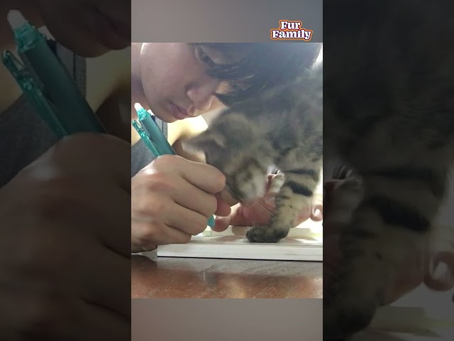 Cute Kitten Sprawls Over Textbook