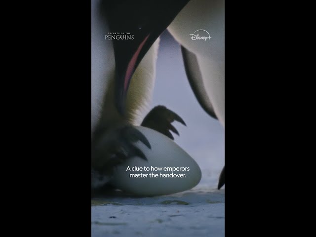 Penguins practice the egg handover—or should we say, footover #ourHOME #SecretsOfThePenguins