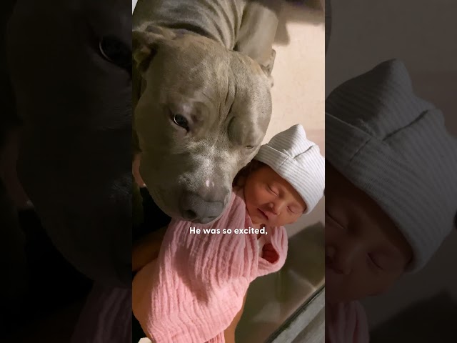 Pittie Couldn't Wait To Meet His Baby Sister | The Dodo