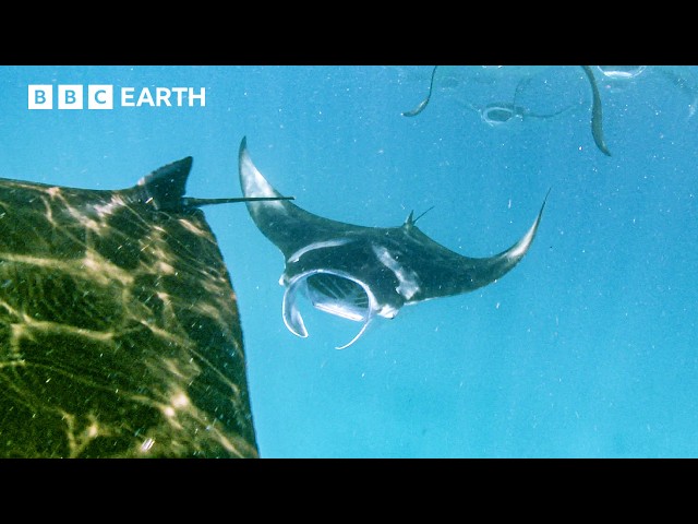 Soothing Underwater Sounds of Indian Ocean | Animal ASMR | BBC Earth