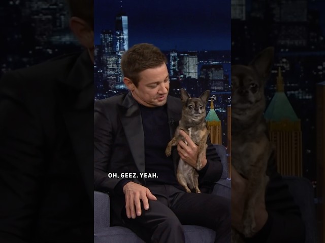 #JeremyRenner brings out his emotional support dog who needs some emotional support of his own 😂
